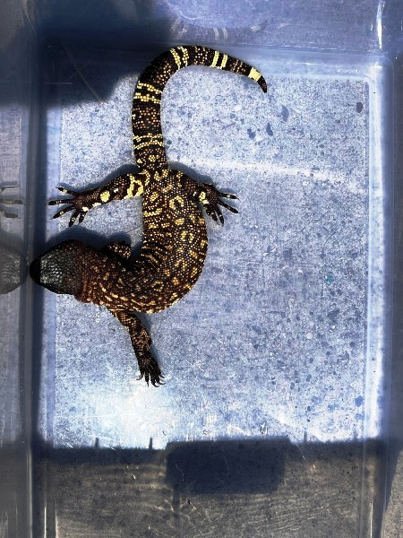 Buy Beaded Lizard Well Started Online