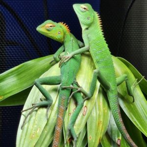 Buy Calote Lizard Online