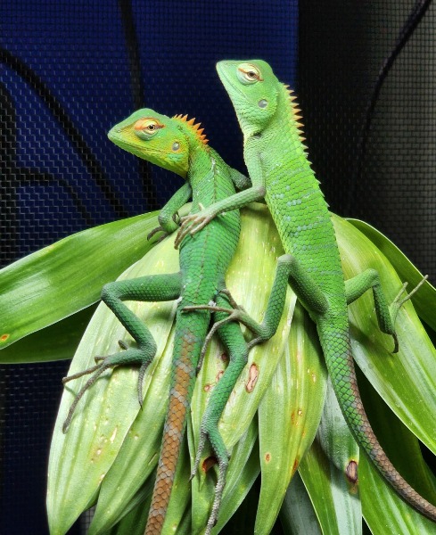 Buy Calote Lizard Online