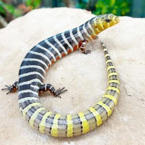 Buy Brazilian Galliwasp Online