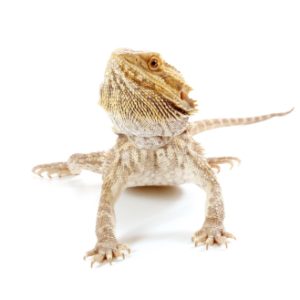 Buy Bearded Dragon Online