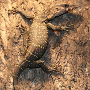 Buy black roughneck monitor Online