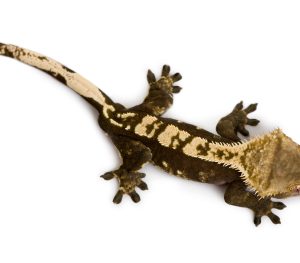 Buy Crested Gecko Online