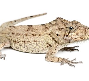 Buy Cuban False Chameleon Online