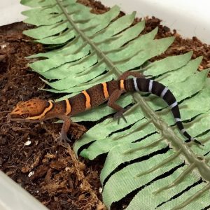 Buy Chinese Cave Gecko Online