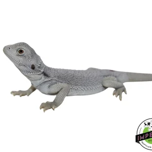 Buy "Blizzard" Hypo Zero Bearded Dragon Male Online