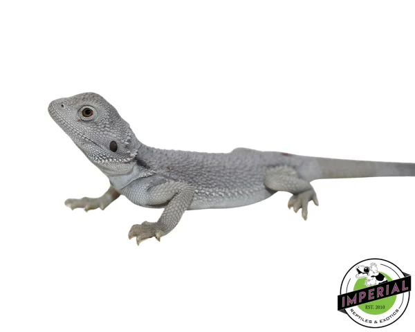 Buy "Blizzard" Hypo Zero Bearded Dragon Male Online