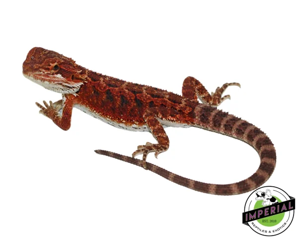 Buy "Crimson" Red Bearded Dragon Male Online