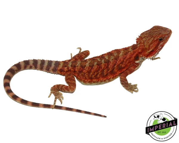Buy "Flamel" Red Translucent Bearded Dragon Female Online