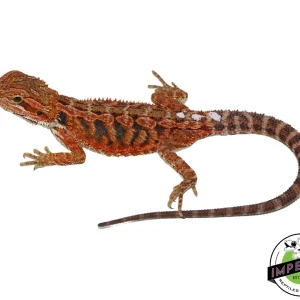 Buy "Flare" Red Hypo Bearded Dragon Female Online