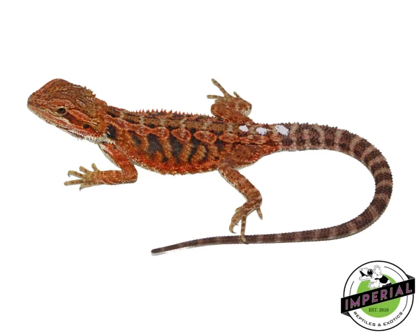 Buy "Flare" Red Hypo Bearded Dragon Female Online