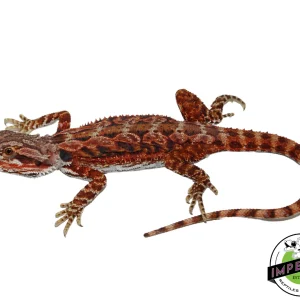Buy "Fox" Red Bearded Dragon Female Online