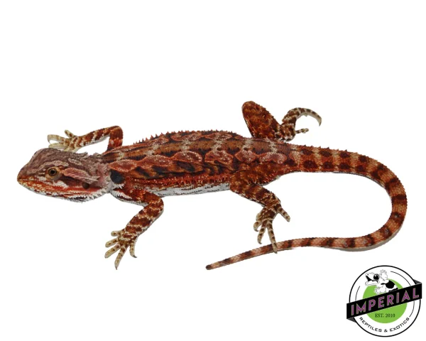 Buy "Fox" Red Bearded Dragon Female Online