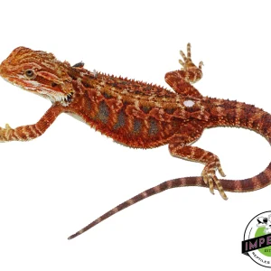Buy "Fuego" Red Bearded Dragon Female Online