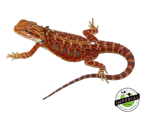 Buy "Fuego" Red Bearded Dragon Female Online