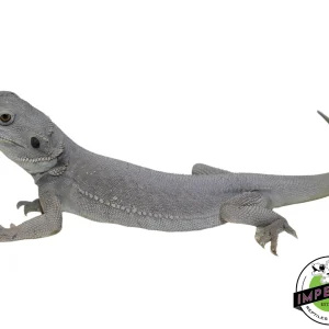 Buy "Glacier" Hypo Leatherback Zero Bearded Dragon Female Online