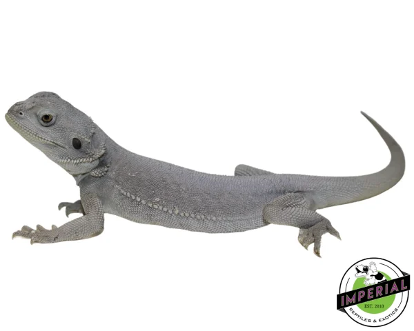 Buy "Glacier" Hypo Leatherback Zero Bearded Dragon Female Online