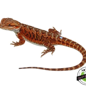 Buy "Godric" Red Bearded Dragon Male Online