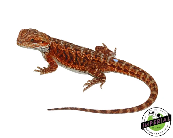 Buy "Godric" Red Bearded Dragon Male Online