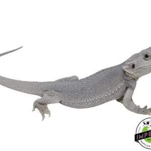 Buy "Hedwig" Hypo Zero Bearded Dragon Female Online