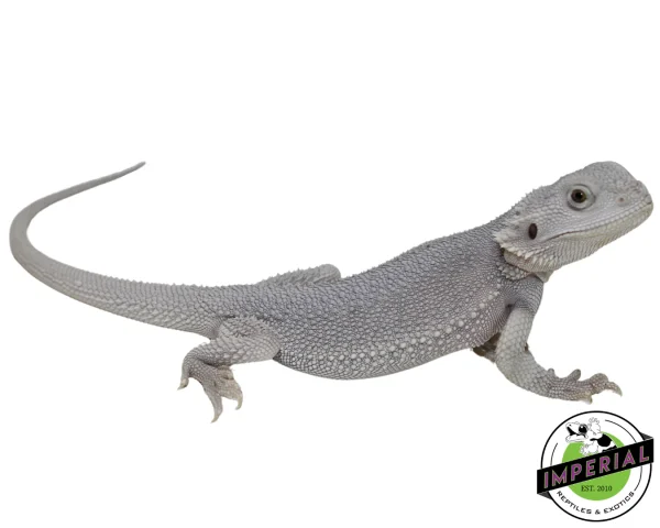 Buy "Hedwig" Hypo Zero Bearded Dragon Female Online