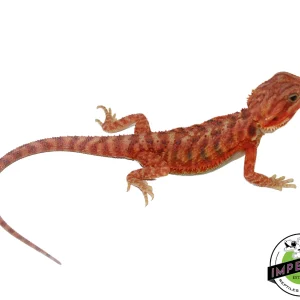 Buy "Phoenix" Hypo Translucent Bearded Dragon Female Online