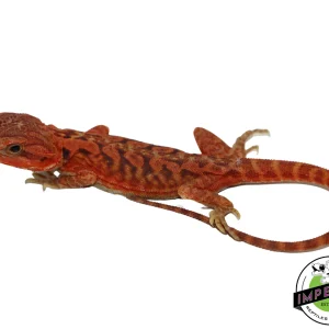 Buy "Poblano" Extreme Red Hypo Translucent Leatherback Bearded Dragon Male Online