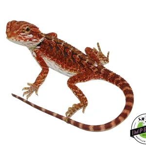 Buy "Scarlet" Red Bearded Dragon Female Online