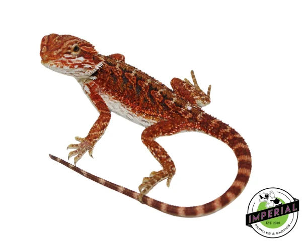 Buy "Scarlet" Red Bearded Dragon Female Online