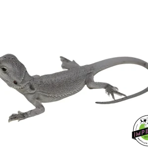 Buy "Snow White" Hypo Zero Bearded Dragon Female Online