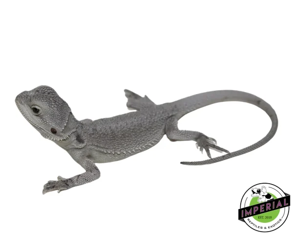 Buy "Snow White" Hypo Zero Bearded Dragon Female Online