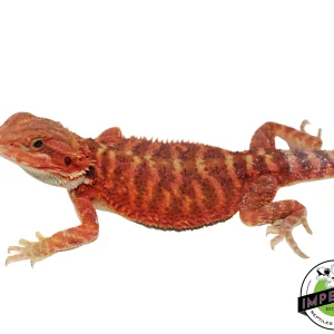 Buy "Weasley" Red Translucent Bearded Dragon Male Online