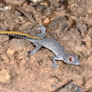 Buy Strophurus williamsi Gecko Online
