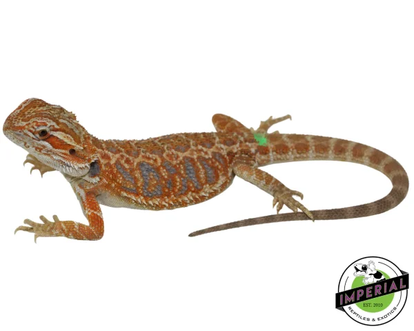 Buy Hypo Tiger Bearded Dragon Online