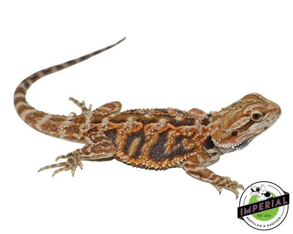 Buy Red Bearded Dragon Sub Adult Online