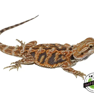 Buy Tiger Bearded Dragon Online