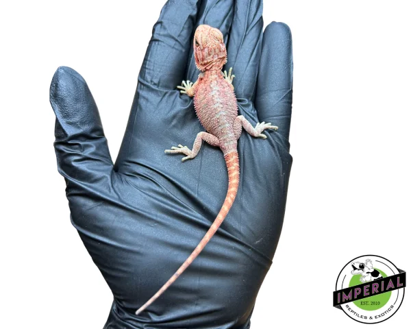 "Sukuna Fuma" Divine Flame Red Hypo Translucent Bearded Dragon Baby