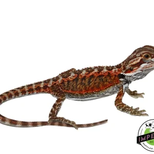 Buy "Flame" Red Bearded Dragon Baby Online