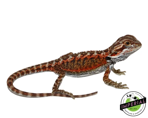 Buy "Flame" Red Bearded Dragon Baby Online