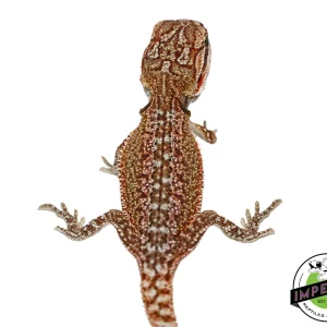 "Radioactive Rust" Orange Hypo Bearded Dragon Baby