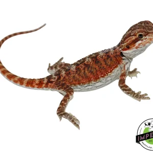 Buy "Sriracha" Super Red Hypo Bearded Dragon Baby Online