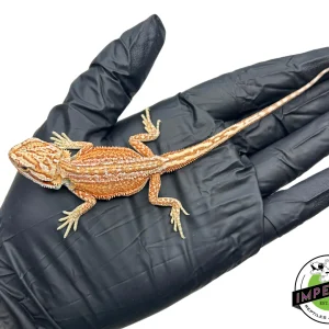 Buy Inferno Bearded Dragon Baby Online