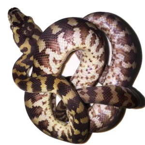 Buy Irian Jaya Carpet Pythons Online