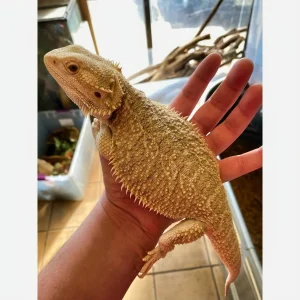 Buy Citrus Bearded Dragon Adult Female Online
