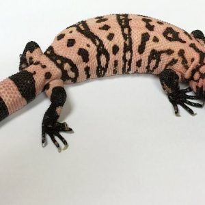 Buy Gila Monster Online
