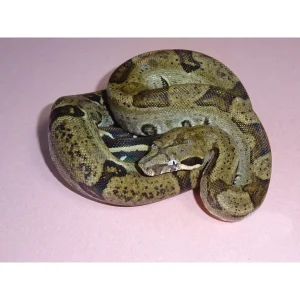 Buy Anerythristic Jungle Boas Online