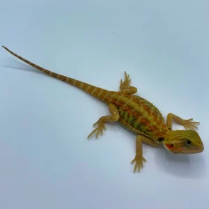 Buy Citrus Trans Red Stripe Bearded Dragon Online