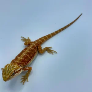 Buy Trans Super Red Bearded Dragon Online