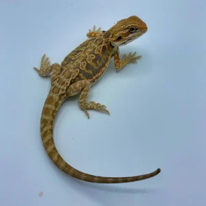 Buy Purple Tiger Citrus Leatherback Bearded Dragon Online