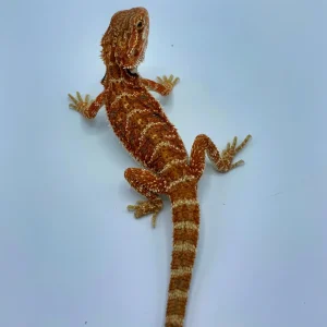 Buy Super Red Bearded Dragon Online